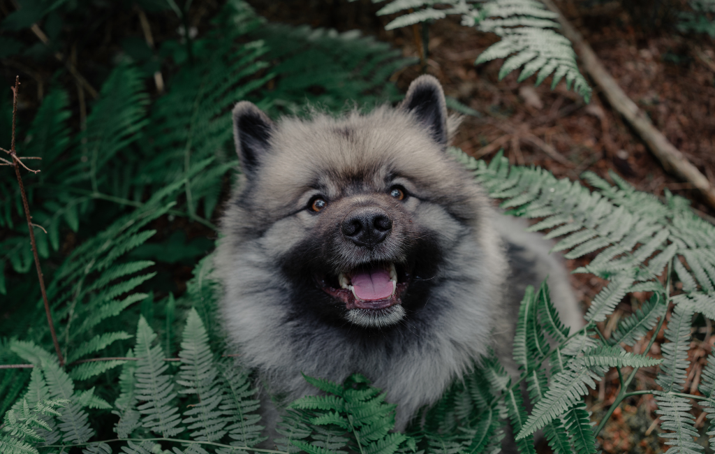 Keeshond dog