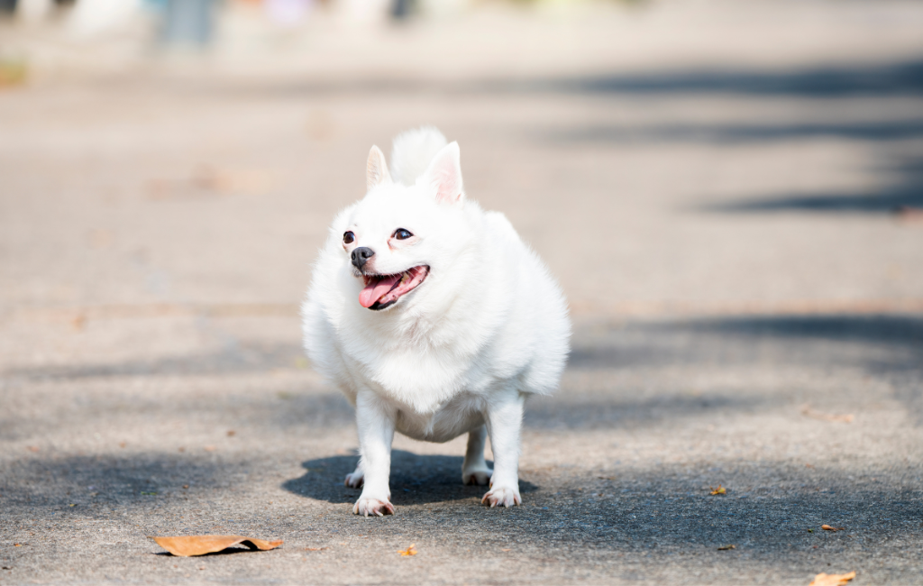 Chihuahua fat dog