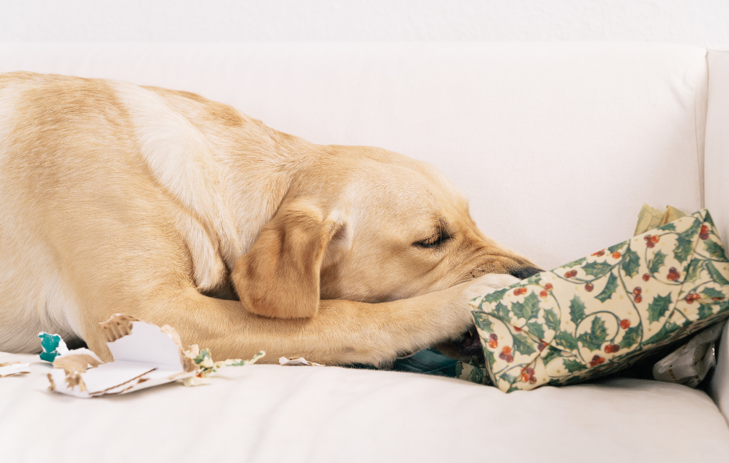yellow labrador retriever dog tearing Christmas gift unwrapping present holidays