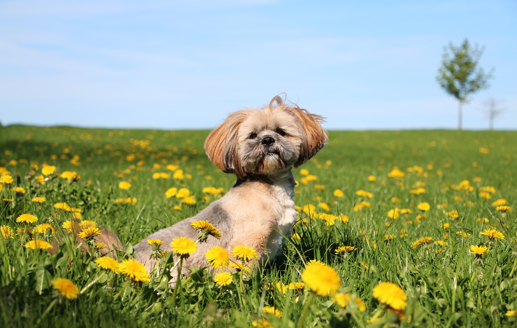 Lhasa Apso dog breed