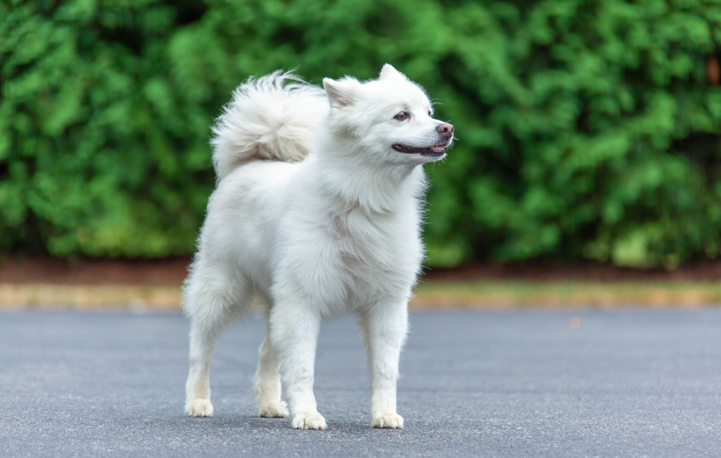 Volpino Italiano dog