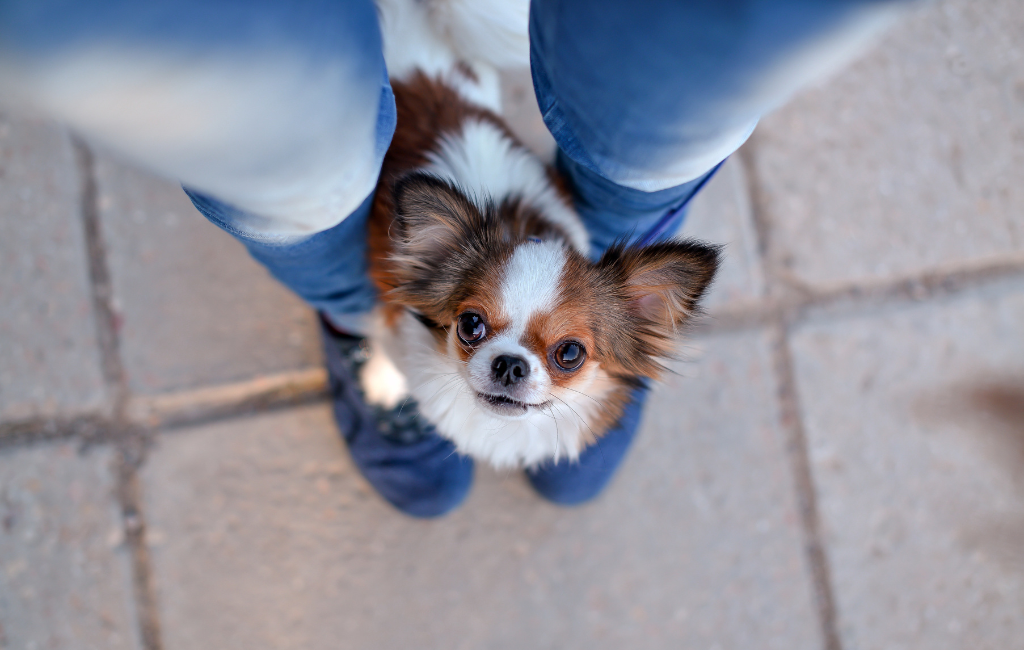 chihuahua dog sitting on feet of owner looking up at camera small dog toy breed