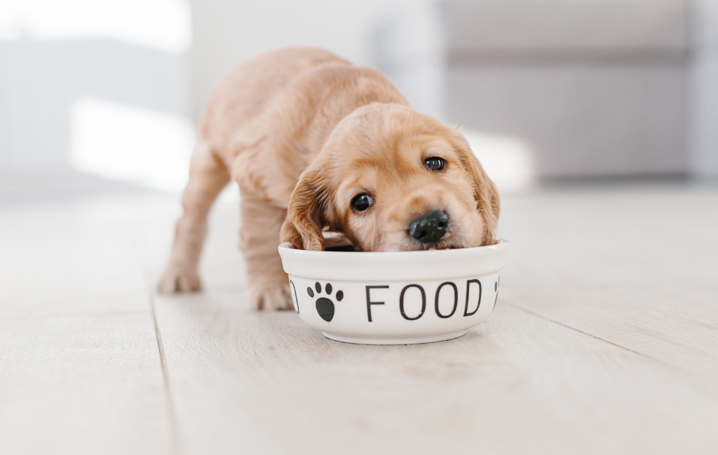 Cocker Spaniel puppy eating out of food bowl