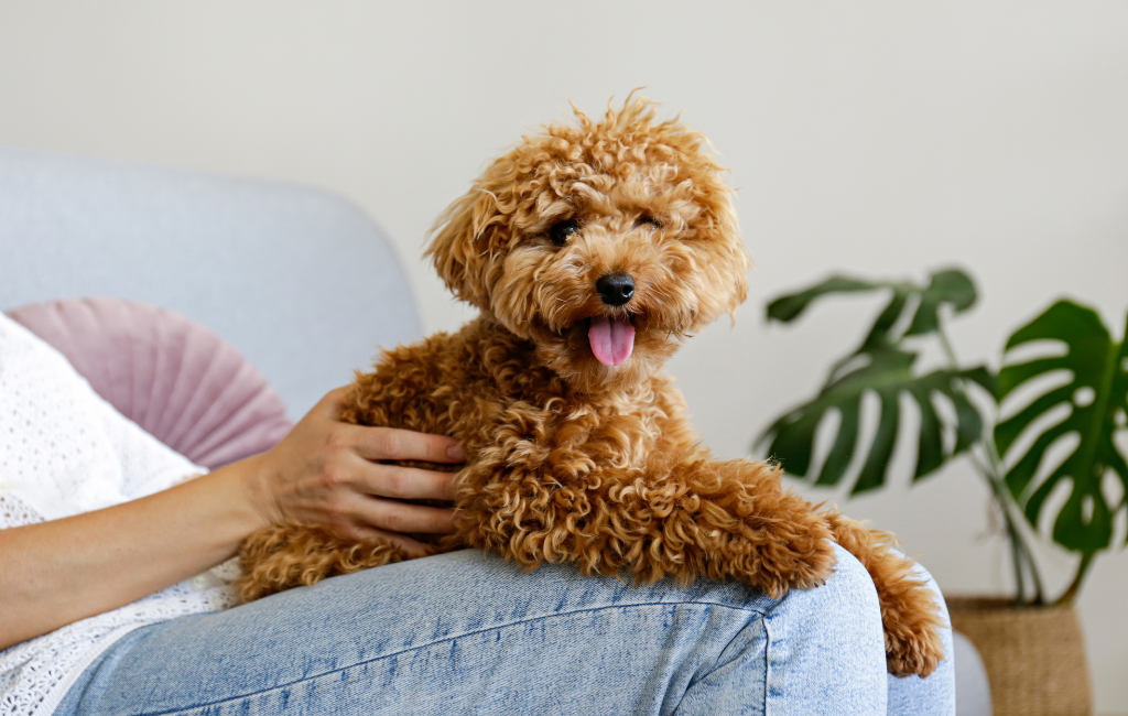 Maltipoo dog