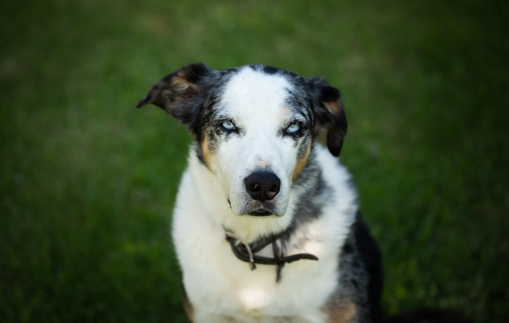 Koolie dog with blue eyes