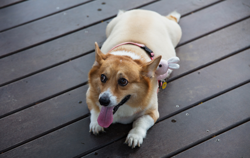 Pembroke Welsh Corgi fat dog lying on deck