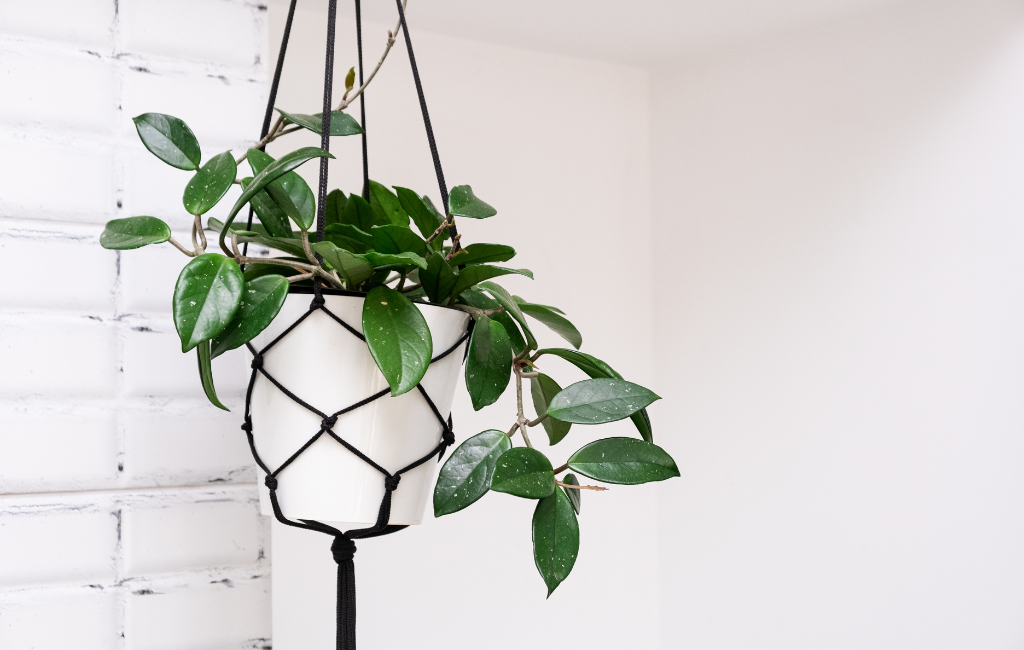 Hoya plant characteristics and care instructions
