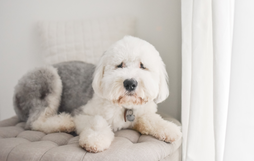 Old English Sheepdog dog