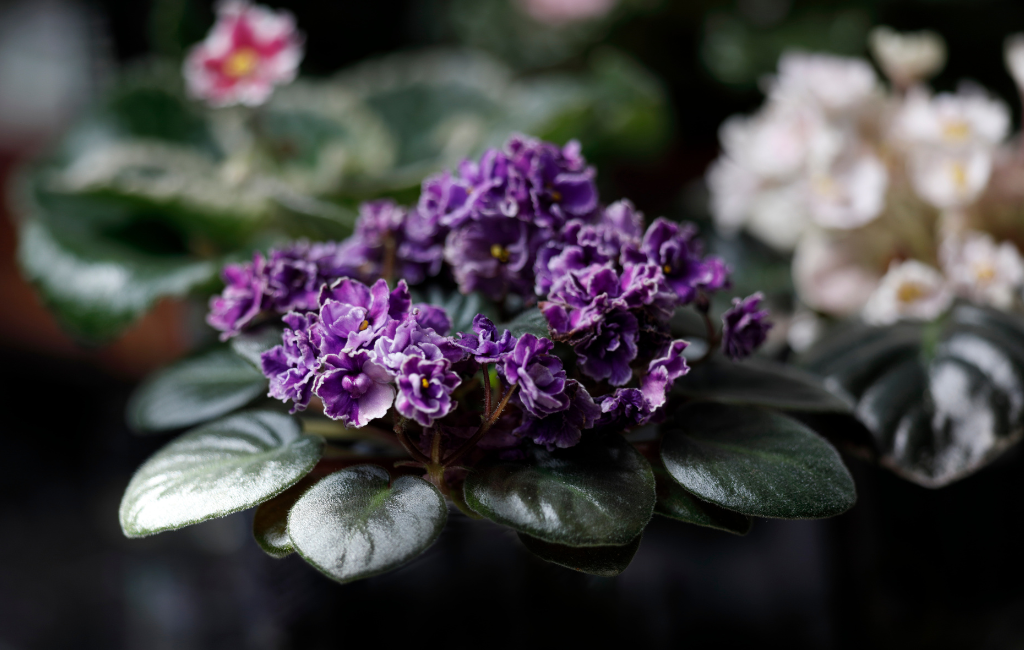 African Violet characteristics and care instructions