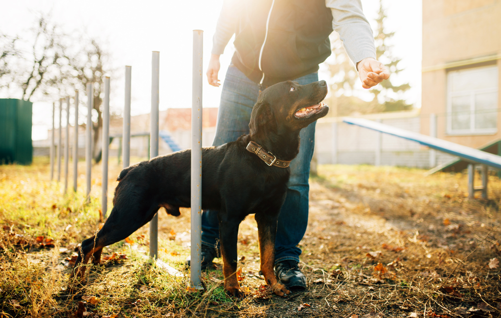 Cynologist dog trainer training Rottweiler black dog agility course