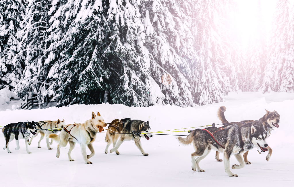Alaskan Husky sled dogs