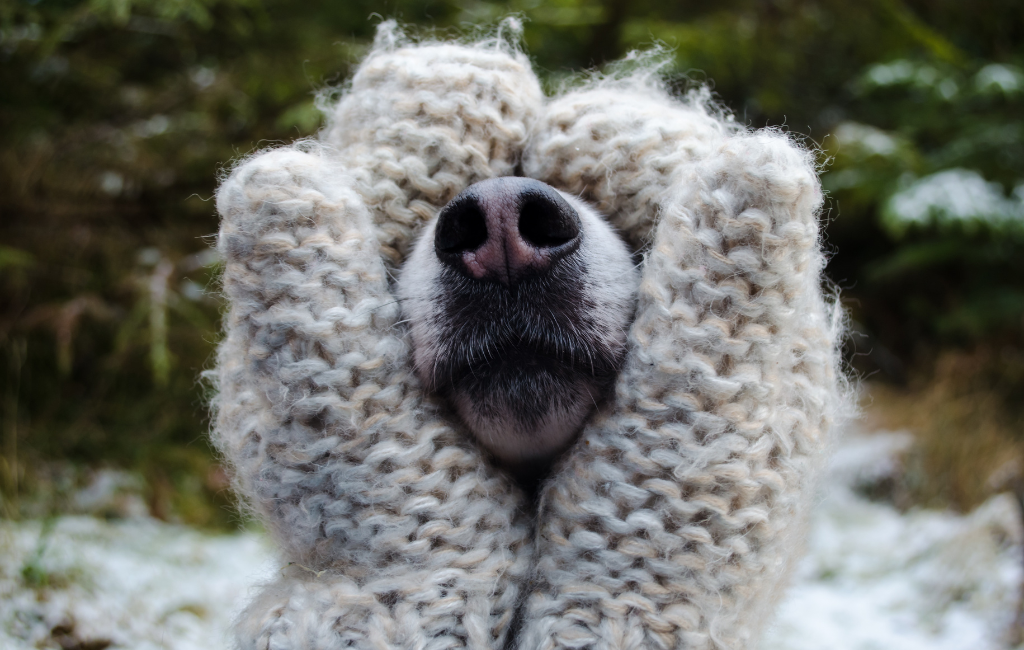 dog's muzzle held in hands in mittens winter knit gloves dog nose