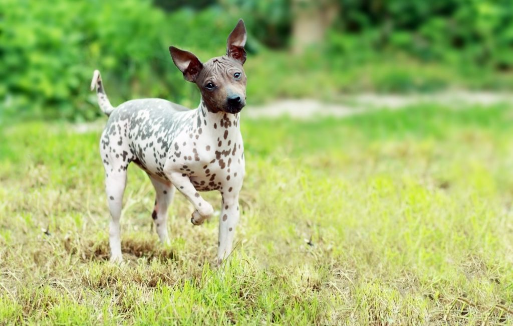 American Hairless Terrier dog