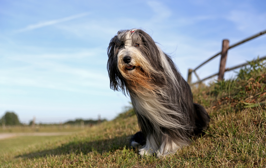 Bearded Collie dog