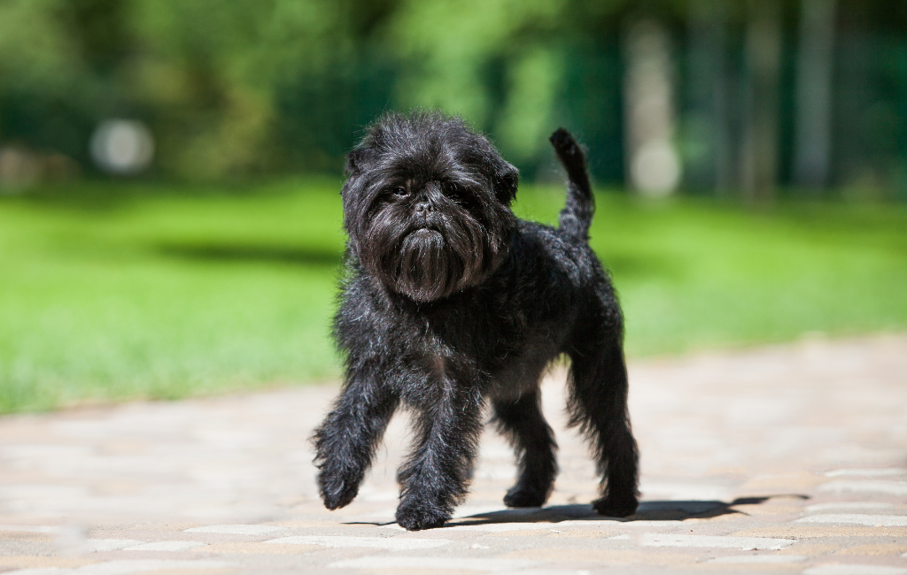 Affenpinscher dog