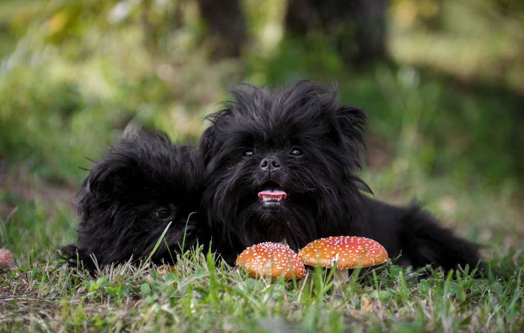 Affenpinscher dog breed