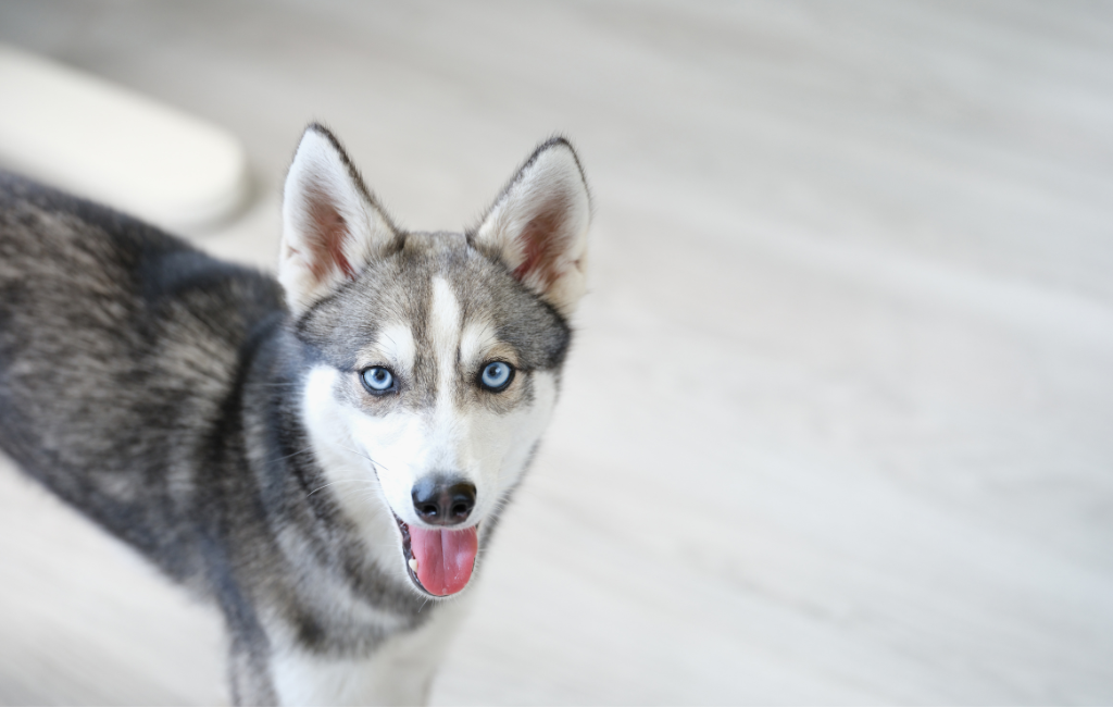 Alaskan Klee Kai dog breed with blue eyes
