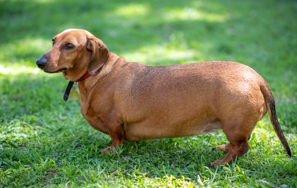 Dachshunds fat dog