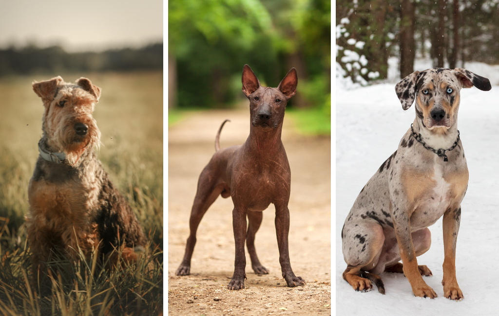 airedale terrier Xoloitzcuintli catahoula leopard dog dogs