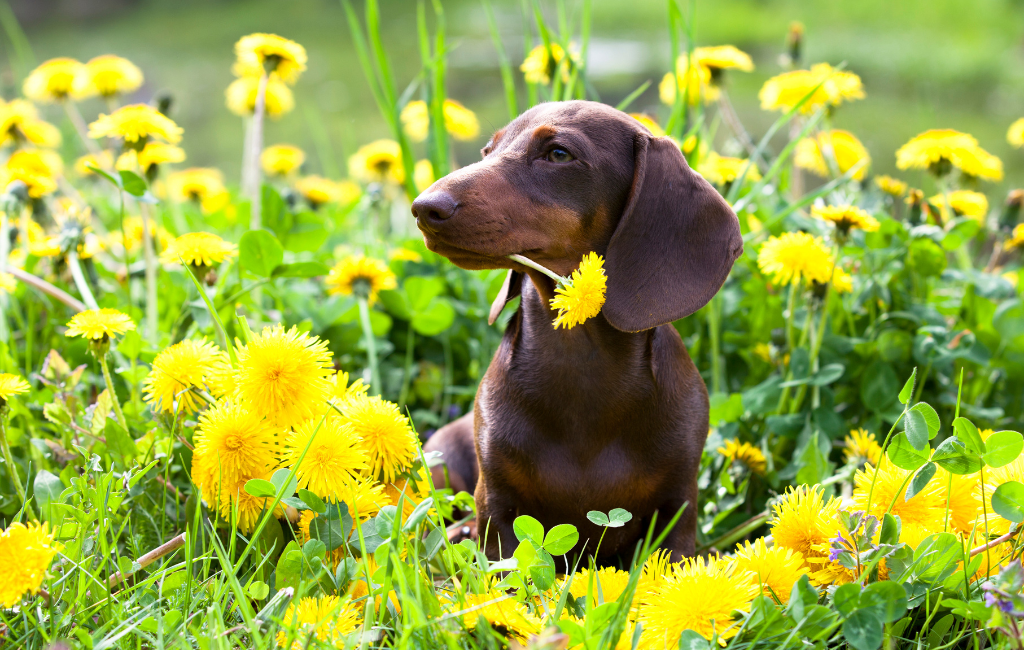 Miniature Dachshund dog breed