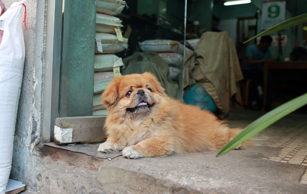 Pekingese dog