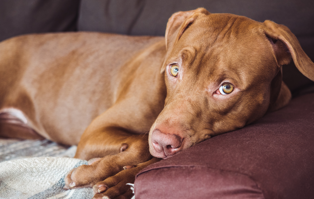 Pit Bull dog