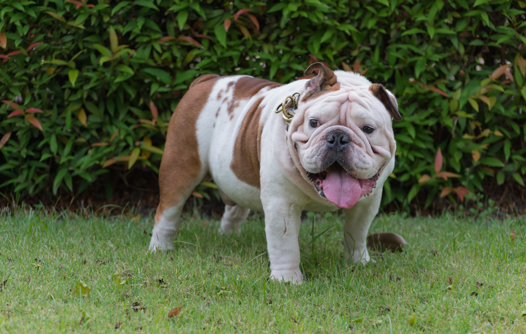 English Bulldog fat dog