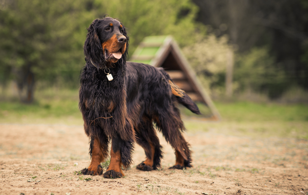 Gordon Setter dog