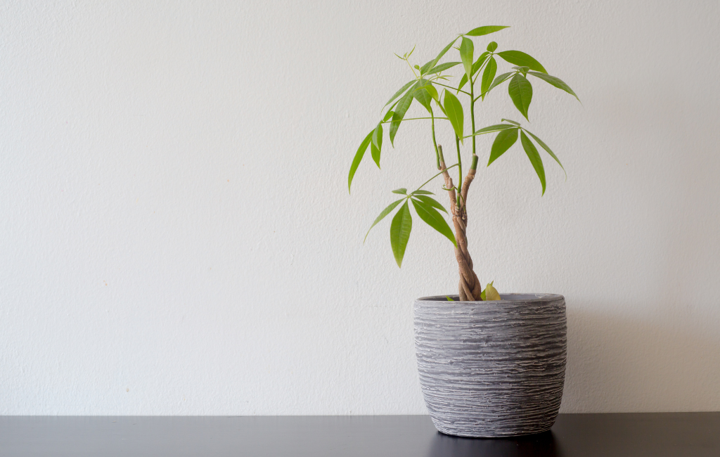 Money tree characteristics and care instructions