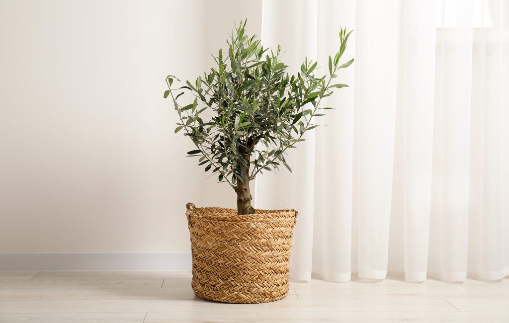 Olive tree characteristics and care instructions