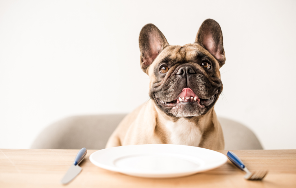 French Bulldog sitting at table with empty plate