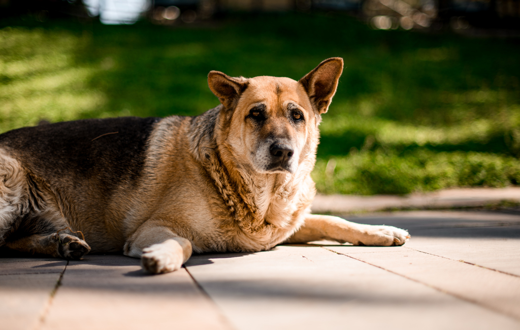 German Shepherd fat dog