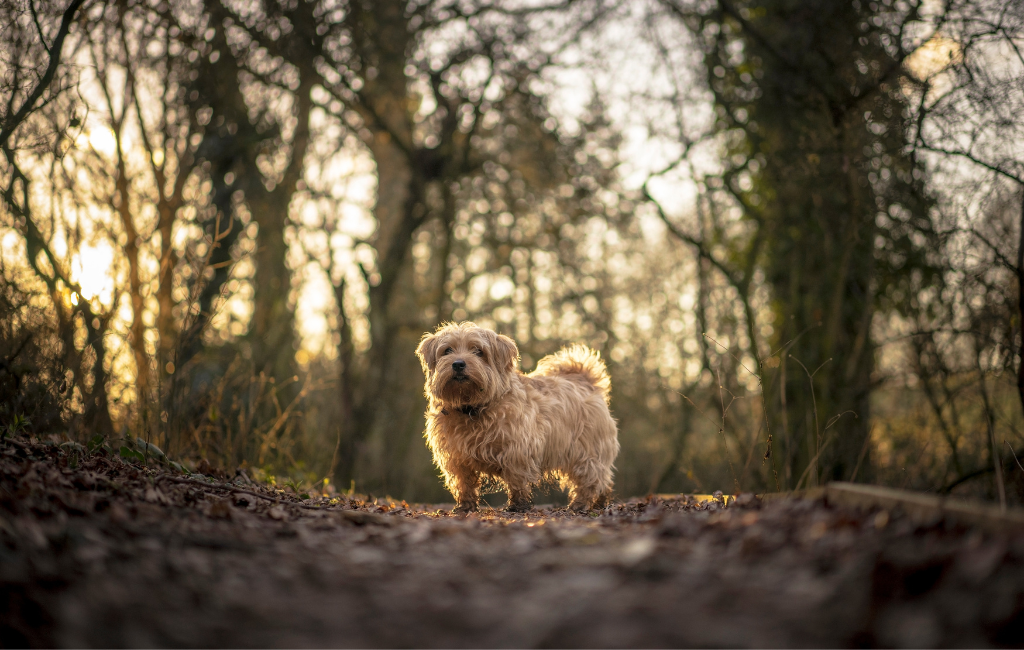 Norfolk Terrier dog breed