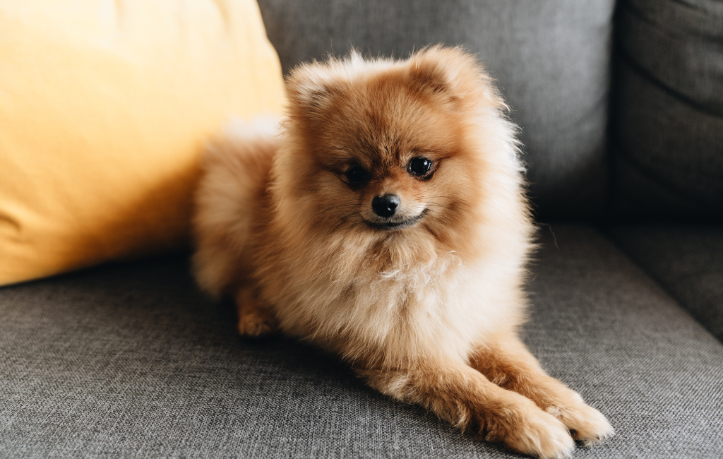 Pomeranian dog