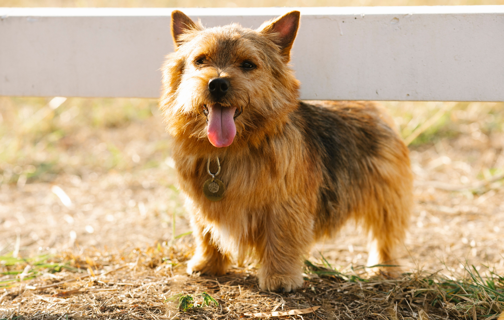 Norwich Terrier dog breed