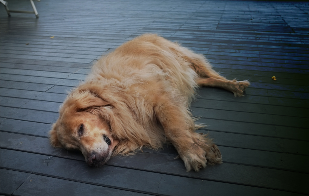 Golden Retriever fat dog lying on deck
