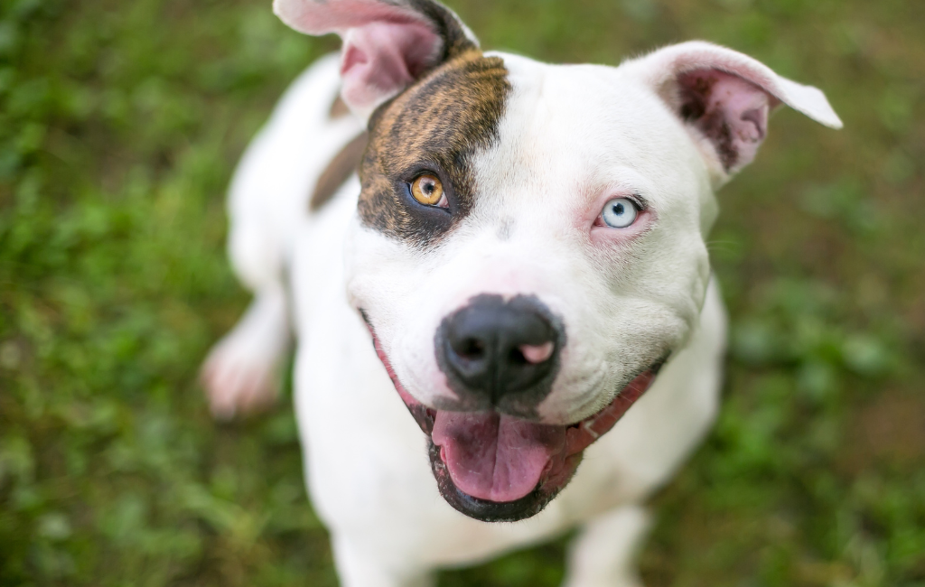 Pit Bull Terrier dog with blue eyes one blue eye dog heterochromia in dogs