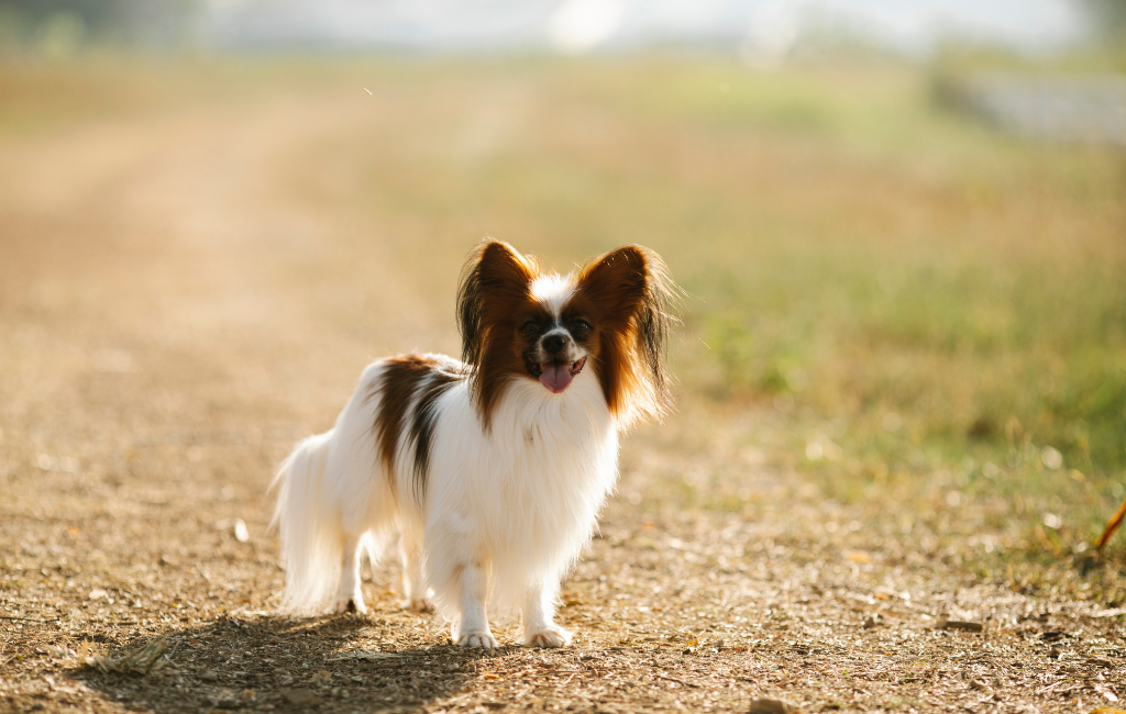 Papillon dog breed