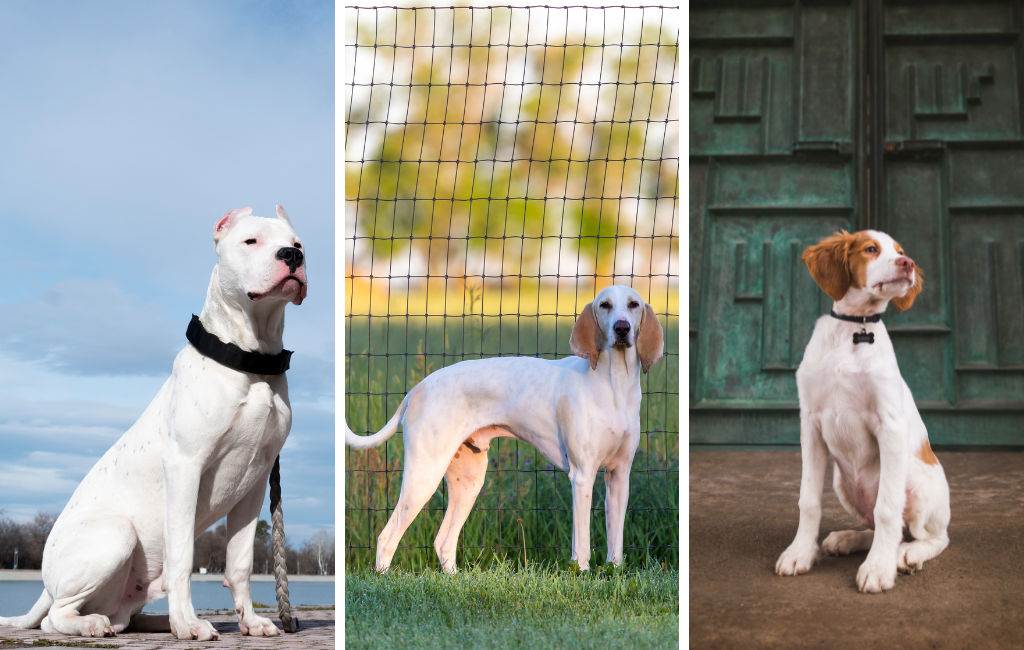 dogo argentino porcelaine Brittany dog dogs