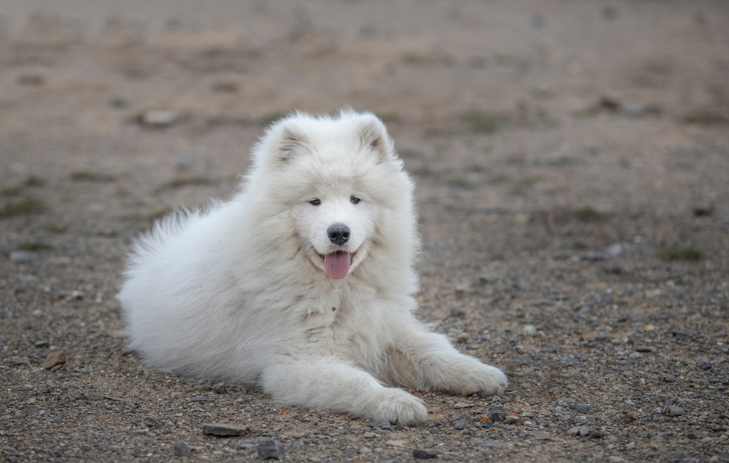 Samoyed dog