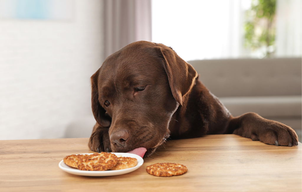 Chocolate Labrador retriever dog jumping up on table and licking snickerdoodle cookies