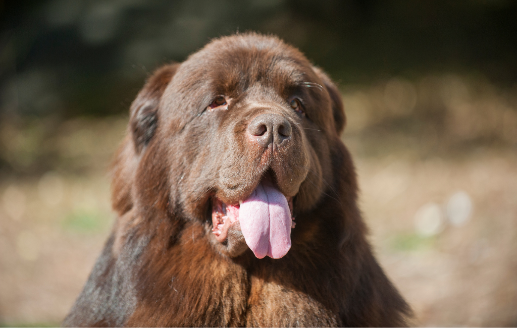 Newfoundland dog panting in the sun