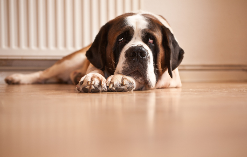 Saint Bernard dog