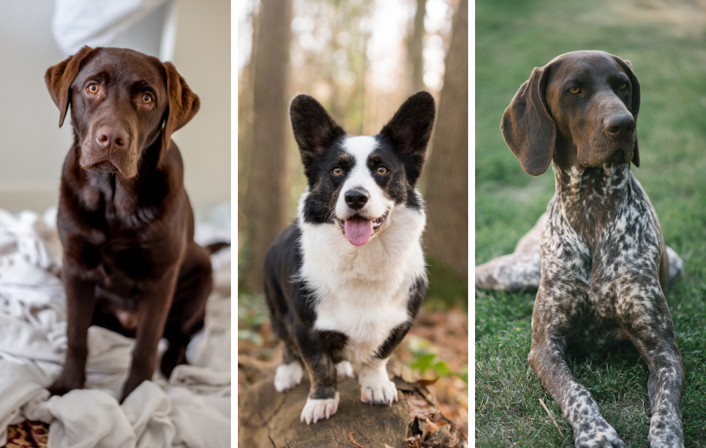 brown chocolate lab Labrador retriever cardigan welsh corgi German shorthaired pointer Gap dog dogs