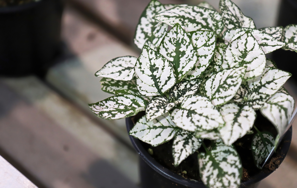 Polka dot plant characteristics and care instructions