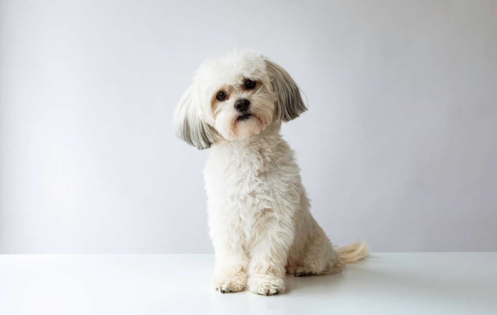 Shih Tzu dog