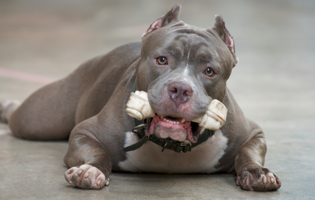 Pit Bull holding bone in mouth