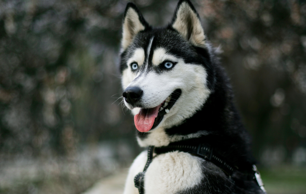 Siberian Husky dog with blue eyes