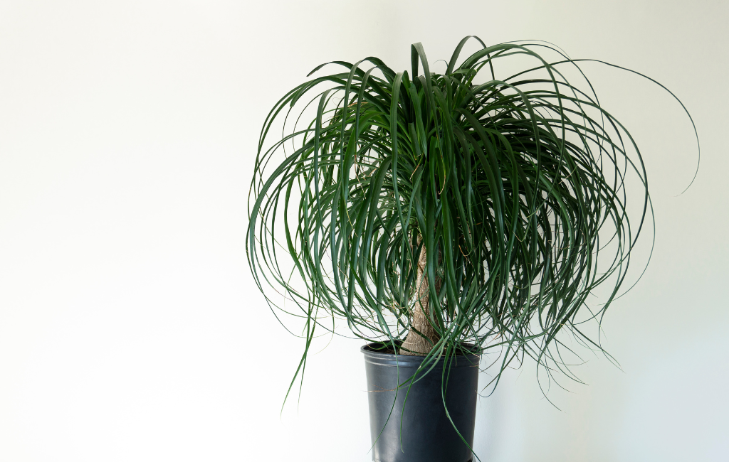 Ponytail palm characteristics and care instructions