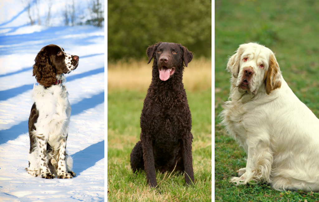 English springer spaniel curly coated retriever clumber spaniel dog dogs